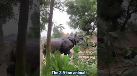 Rhino attacks motorcycle rider and chases him away in Nepal