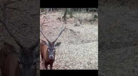 Jelenia ruja, deer rut #deer #nature #wildlife #slovakia #animals