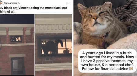 20 Hissterical Cat Memes to Cozy Up With on a Chilly Autumn Morning