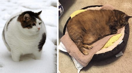 24 Cute Chonky Cats Celebrating a Cheerful Carbs Season By Impurrsonating Your Round Thanksgiving Turkey