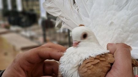 Pigeon Show in Pernik Draws Breeders from across Bulgaria