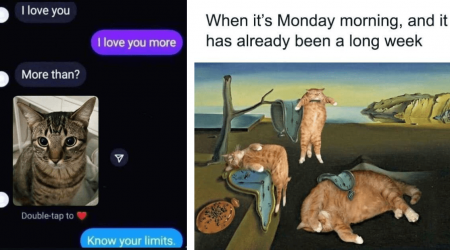 23 Fuzzy Feline Memes That Need This Sunday to Become Seriously Sillier and Fluffing Funnier