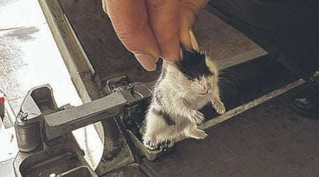 Plane grounded for five days in Portugal as 130 HAMSTERS escape cages sparking mass search for cable-eating rodents