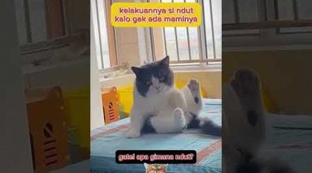 oh jadi gini kalo mami gak ada? #animal #cat #hewanlucu #funny #catlover #kucinglucu @zevaxavier