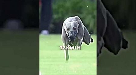 The fastest animal in the world #trending #wildlife #animals #shorts #cheetah#dog#gazelle#shortvideo