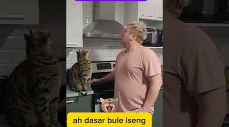 Bule iseng #animal #cat #hewankucing #funny #kucinglucu #comedy #hewanlucu @zevaxavier