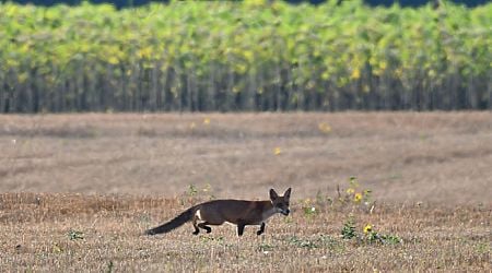 Bulgarian Food Safety Agency starts vaccinating foxes against rabies