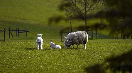 Northern Ireland MPs and peers call for rethink of agricultural inheritance tax