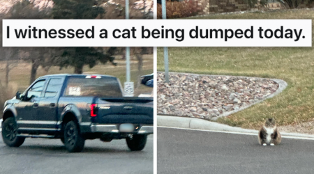 Heroic Woman Witnesses Cat Being Abandoned and Calls the Police, She Turns the Tables and Serves the Heartless Hoomans a Heaping Pile of Justice