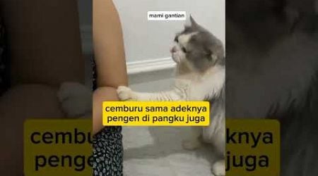 Kakaknya cemburuan #animal #cat #komedikucing #funny #hewankucing #kucinglucu @zevaxavier #comedy