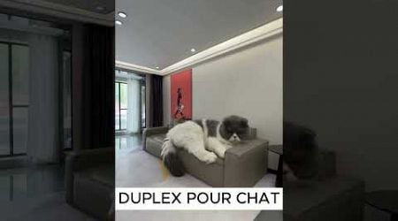 APPARTEMENT POUR ANIMAUX ! #animals #chien #chat