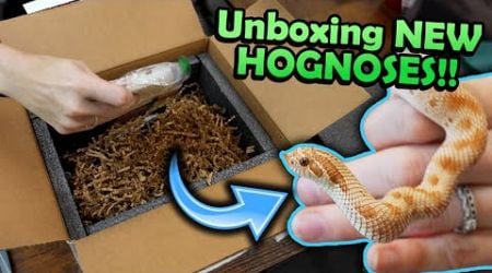 Unboxing New Hognose Snakes! (new morph projects!)