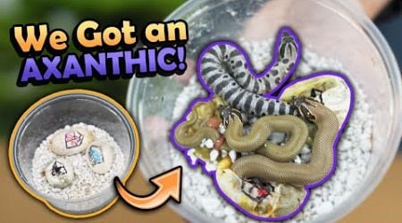 Superconda Hognoses Hatching!