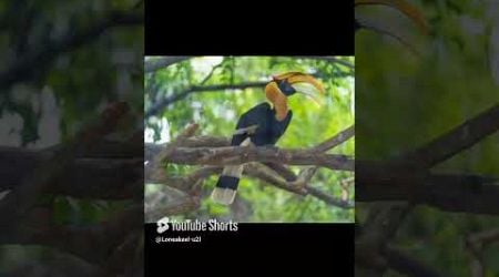 #viral #edit #5000bce #bce #animals #hornbill#1millions