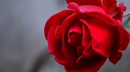 Man in court again for selling roses on Letterkenny Main Street