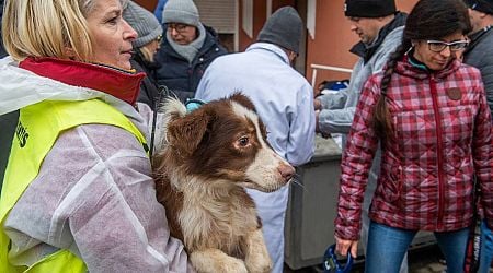 Dozens of dogs rescued from 'hellish' breeding site in Hungary