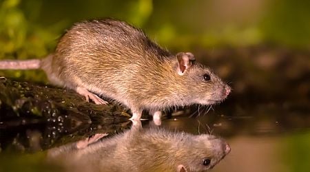 Terschelling has rats in the firing line as plague looms