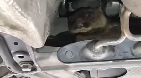 NCT inspectors shocked to discover 'mischievous' critter hiding underneath car during test