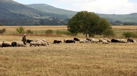 New Outbreak of Sheep Pox Detected in Haskovo