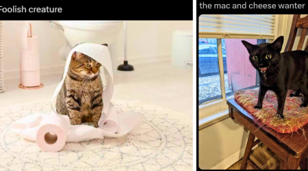 24 Meowing Memes Making Sure You Keep Seeing Cats Doing Cat Things All Day Long