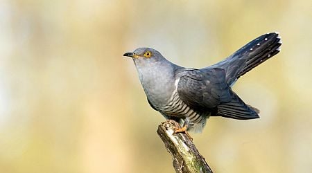 Cuckoldry, Clocks, and Horror: The Wild History of Our Obsession With the Cuckoo Bird