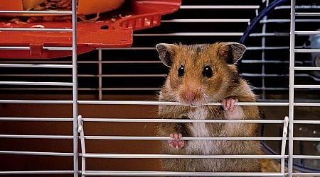 132 hamsters reportedly broke loose on a passenger plane, forcing it out of service for days