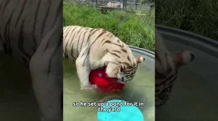 The white tiger gave the man a child#animal #tiger #rescue #friendship #fyp