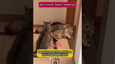 bocil pinter belain emaknya #animal #cat #hewanlucu #funny #catlover #kucinglucu @zevaxavier