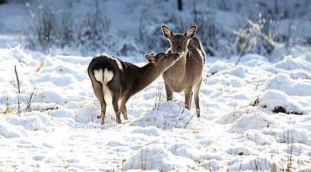 Ireland weather: Snow and ice warnings in effect across Ireland with highs of four degrees expected today