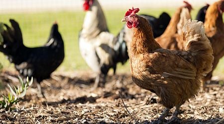 Poultry throughout Netherlands ordered caged after bird flu outbreak