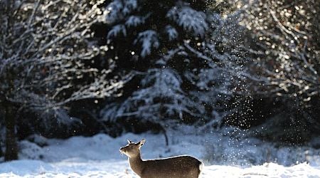 Your top stories on Thursday: Potential for serious damage to Irish economy as Trump reshapes trade, Ministers told; Snow falls as weather warnings in place