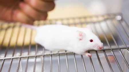 No let up for animals as testing increases despite projected ban