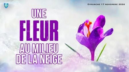 UNE FLEUR AU MILIEU DE LA NEIGE - DIMANCHE 17/11/2024