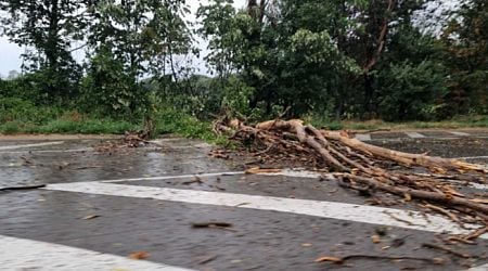 Damage control teams in Shumen clear up fallen trees due to strong wind