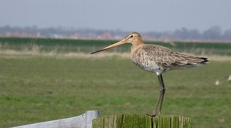 Millions of euros earmarked to save the black tailed godwit