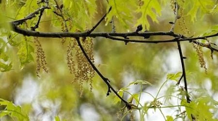 Climate change leads to worsening effects of pollen allergies in Denmark