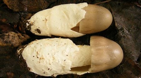 Bulgarian Scientists Discover New Species of Amanita Mashrooms in Sofia