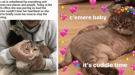 24 Wholesome Funny Feline Memes Sweeter Than a Catnip-Coated Spoonful of Sugar