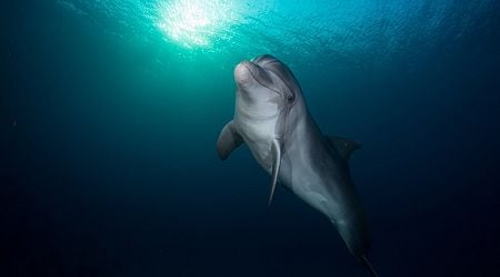 This Solitary Dolphin in the Baltic Sea Is Really Going Through It Right Now