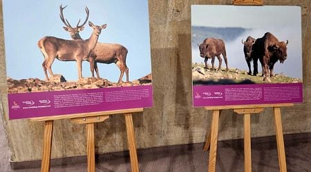 Over 1,000 Rare Animals Released in Rhodope Rewilding Area in 10 Years 