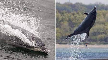 Lonely dolphin has 'highly vocal' conversations