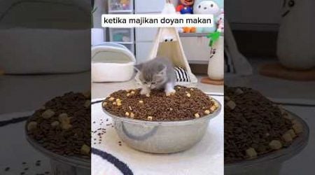 Majikan doyan makan #cat #hewankucing #funny #hewanlucu #catlover #animal #kucinglucu @zevaxavier