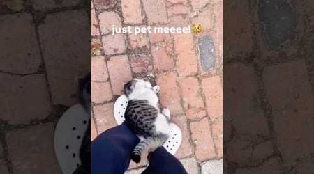 Funny animal videos I found on Instagram and Tiktok #shorts #funnyanimals #cat #funnypets #funny