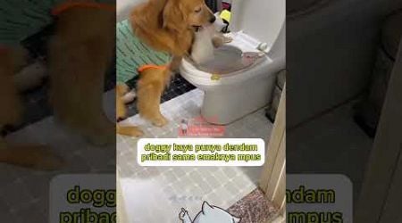 Doggy kaya punya dendam pribadi #animal #cat #hewankucing #hewanlucu #kucinglucu @zevaxavier