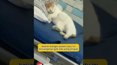 Kasiaan pasiennya ga pernah di jenguk keluarga #animal #cat #hewan #funny #kucinglucu @zevaxavier