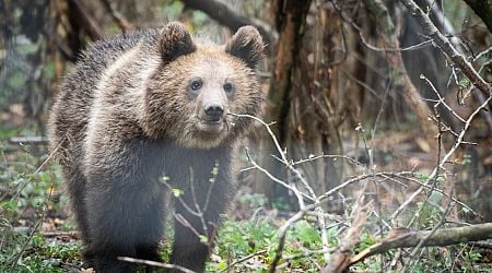 Romania sanctuary seeks to save bears as hunting resumes