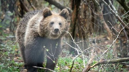 Romania Sanctuary Seeks To Save Bears As Hunting Resumes