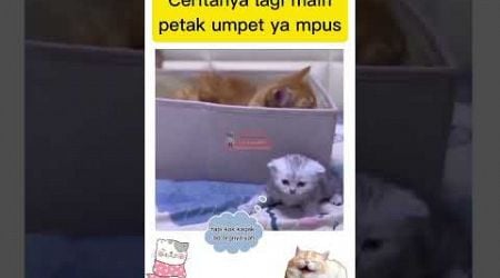 petak umpet #cat #hewanlucu #funny #animal #kucing #kucinglucu #binatanglucu @zevaxavier