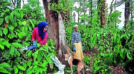 BM Property: Bengalureans find relief in farmlands