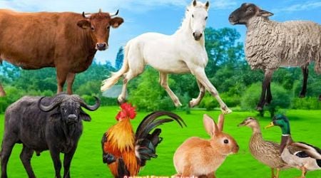 Farm Animal Sleep: Cow, Rabbit, Sheep, Chicken, Duck, Buffalo - Animal Sounds